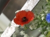 mohn